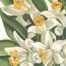 Almond Blossoms Floral Print Italian Paper ~ Tassotti
